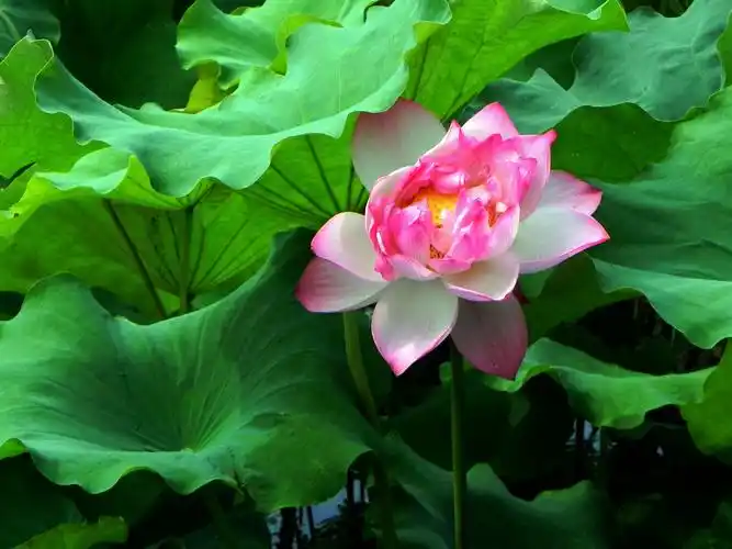 多姿多彩的 荷花名品(曲院风荷)