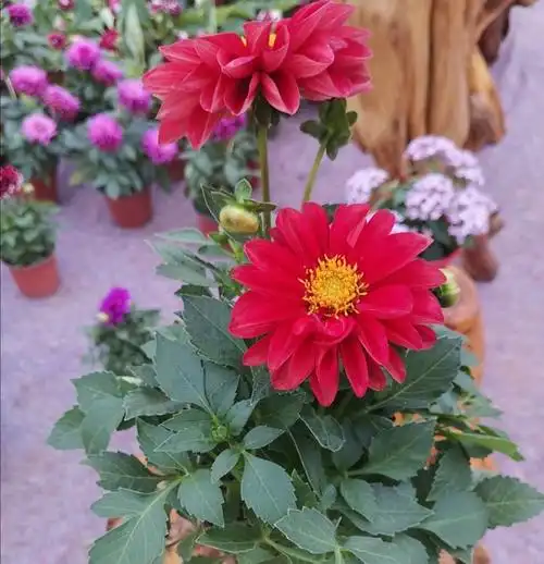 美丽的"大丽花",8月给它补足"营养",开花硕大美艳