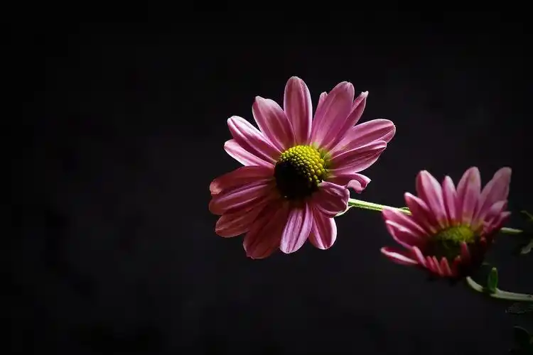 花卉,鲜花,花朵,菊花,雏菊,植物花卉黑色背景雏菊图片 花卉,鲜花,花朵