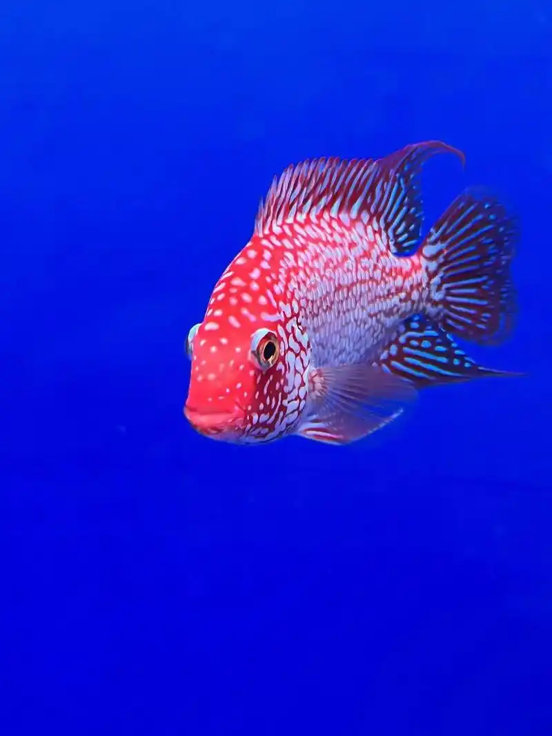 支持全国发货 #泰国进口罗汉鱼 #热带观赏鱼 #金花罗汉爆 - 抖音