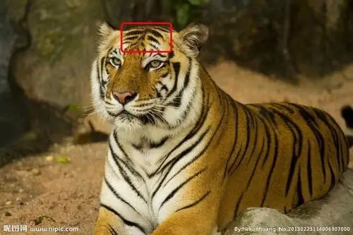 老虎的额头 猜一个字