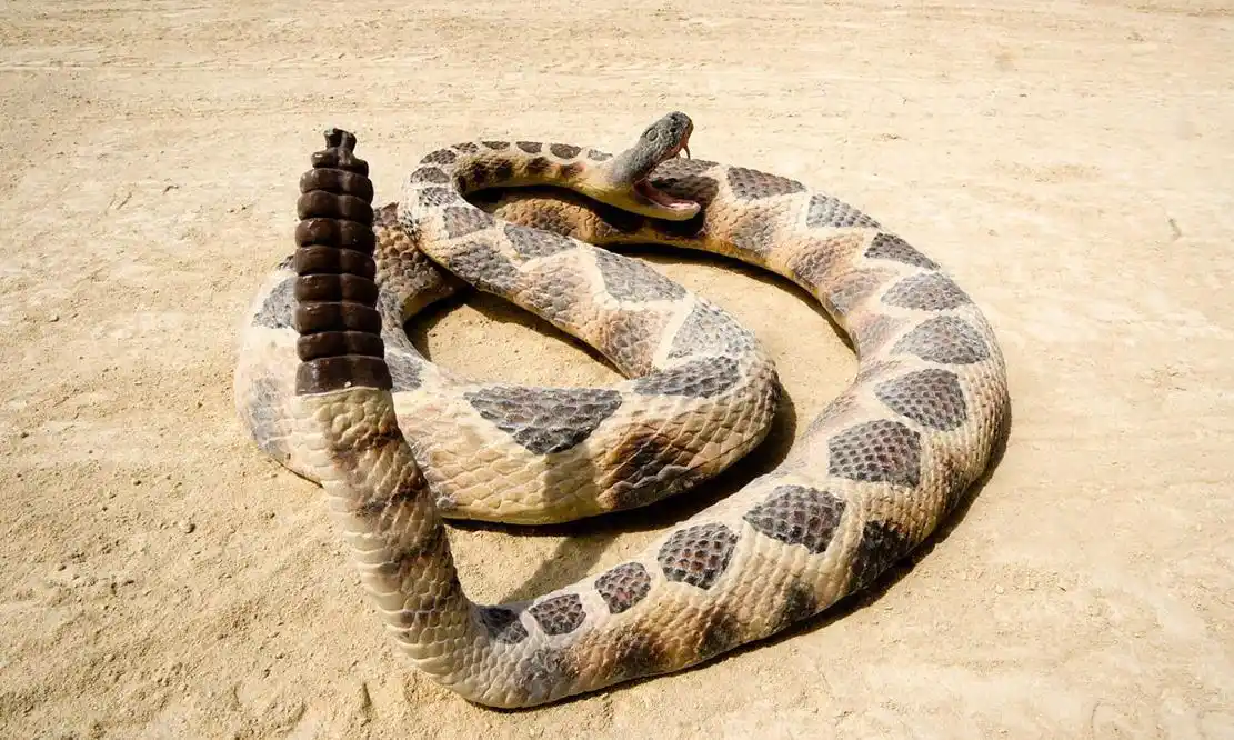 剧毒无比!沙漠中的五种剧毒蛇类,涨知识了