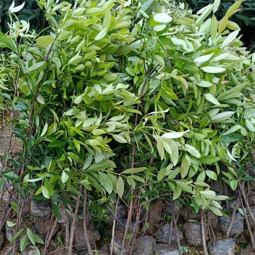 山竹苗2海南山竹苗