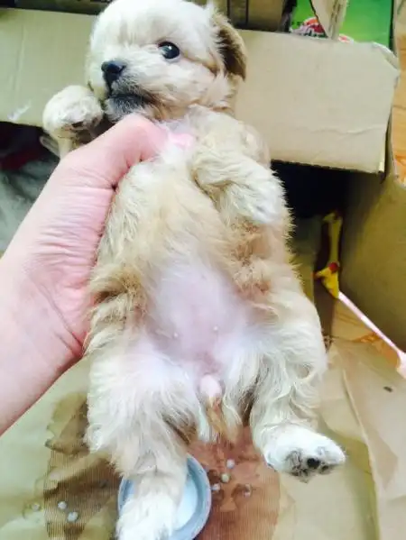 在网上买狗怎么分公母?