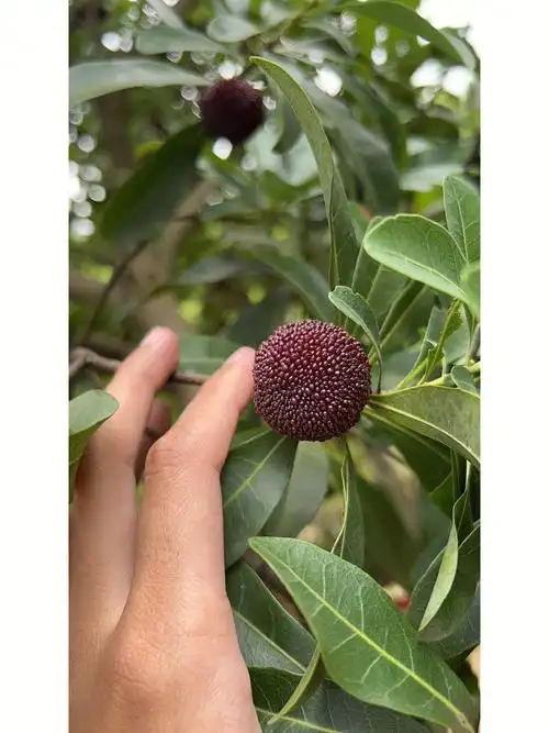 正宗同城本地慈溪杨梅周六最后一次发货