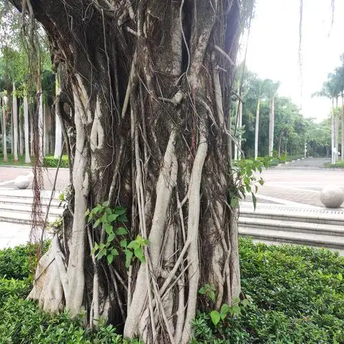 树根老树根植物