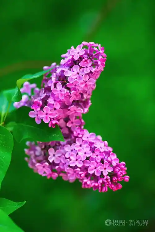 明亮的淡紫色花