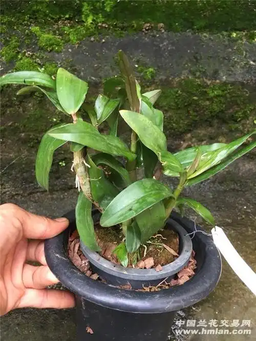 水莲石斛 花期超长