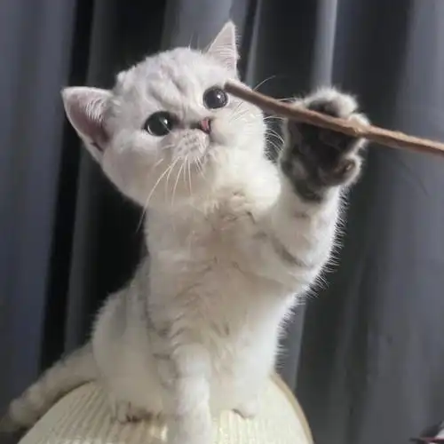 赛级纯种银渐层弟弟全加拿大可76