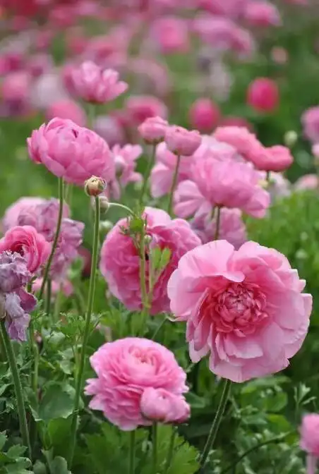 干净透彻极致的图片