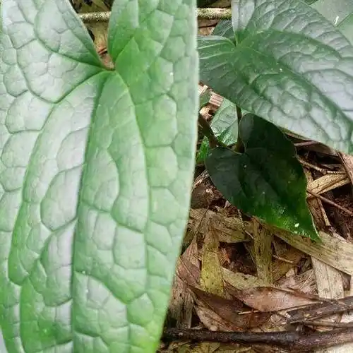 老虎草 绝佳盆景可药,诚招园林花卉合作商,识货有能力的发大财