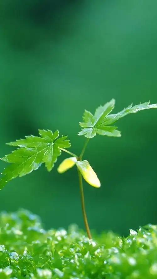 高清微信护眼图