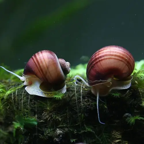 优鱼自然鱼缸草缸神秘螺紫纹螺紫百合螺观赏螺工具螺除藻螺1017