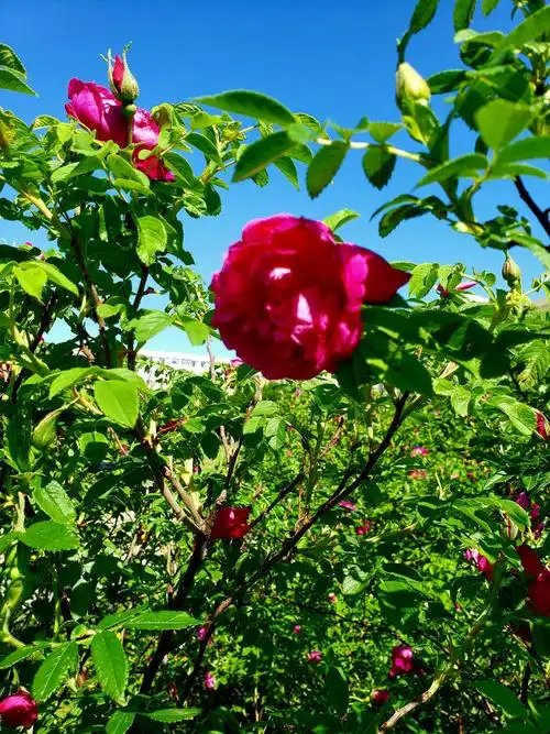 乡村丽人_野玫瑰