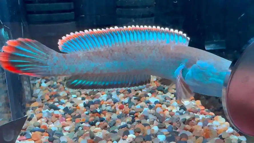 血斑雷龙,48起双包.选鱼看主页 #雷龙鱼 #血斑一型