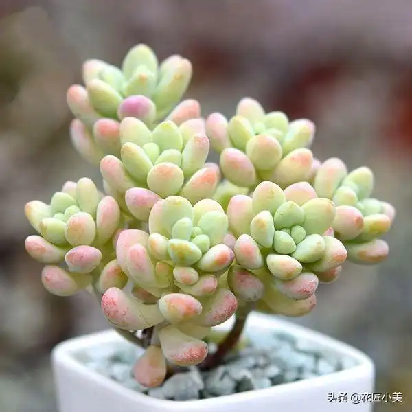 最爱徒长的多肉"天使之泪"如何养,才能养出美好的状态?