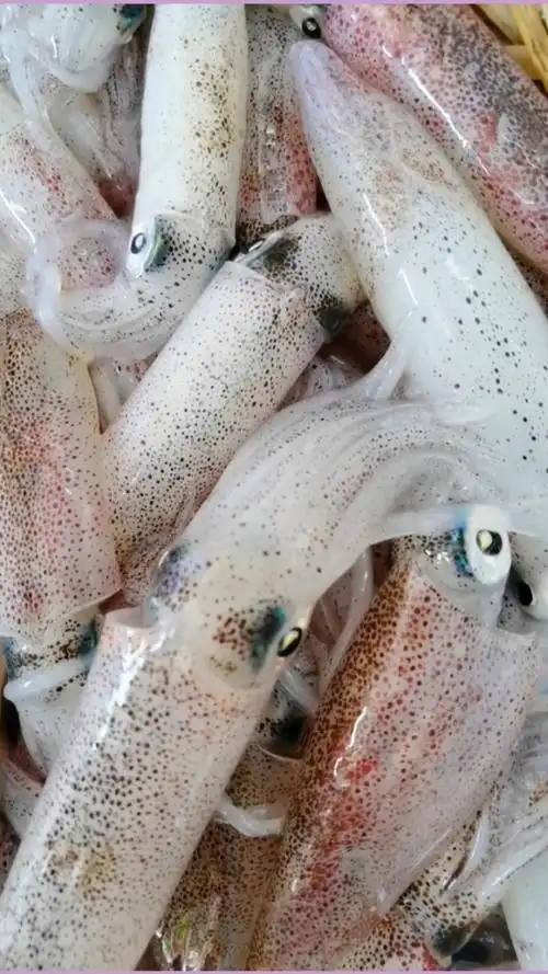 一大早去云澳海鲜市场买了活鱿鱼,回来把活的鱿鱼搞刺身吃,味道好极了