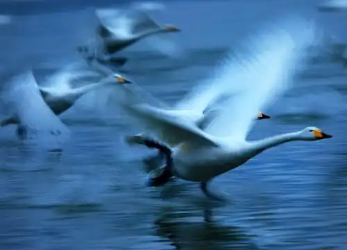 天鹅之恋  【风光】共和国,我为你拍照  【生态】动物世界 animal