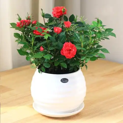 小玫瑰绿植盆栽-月季花四季开花阳台观赏花卉绿植盆栽(盆子随机) - 绿