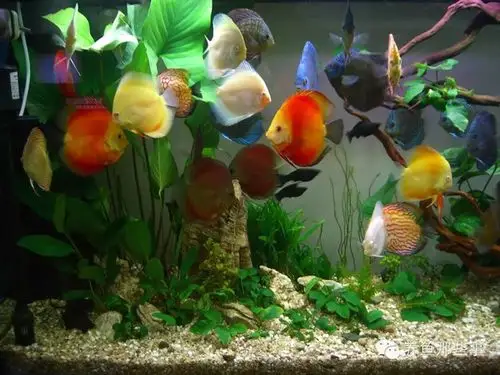 七彩神仙鱼怎么养饲养技巧汇总