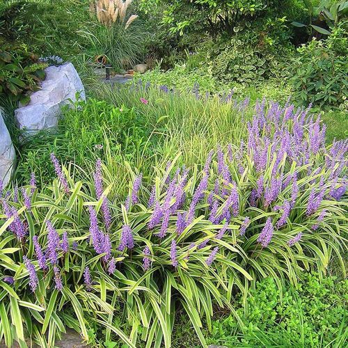 金边麦冬草室外地栽宿根花卉草花花苗常绿耐寒庭院草本花草植物 金边