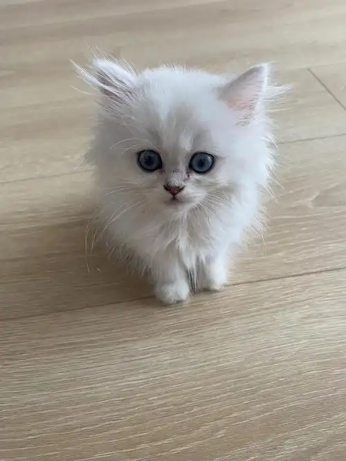 布偶还是金吉拉