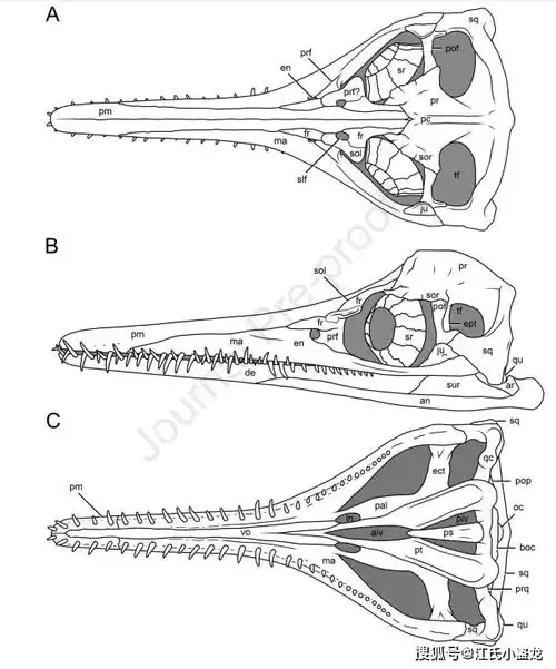其眼眶孔非常大,图片来自网络图注:生活在西部内陆海道中的双臼椎龙科