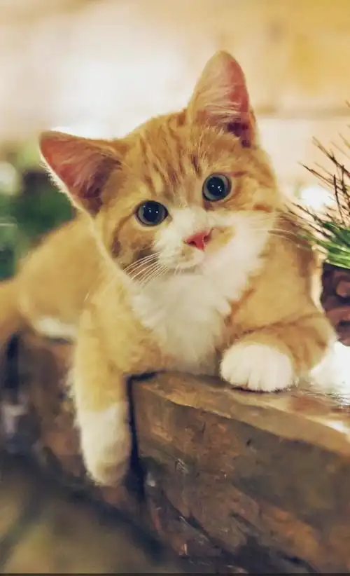 这些萌萌哒的小动物太可爱了可爱又萌的小动物