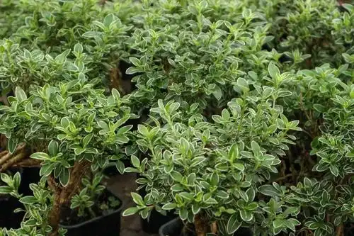 六月雪冬季怎么养,冬天会落叶吗