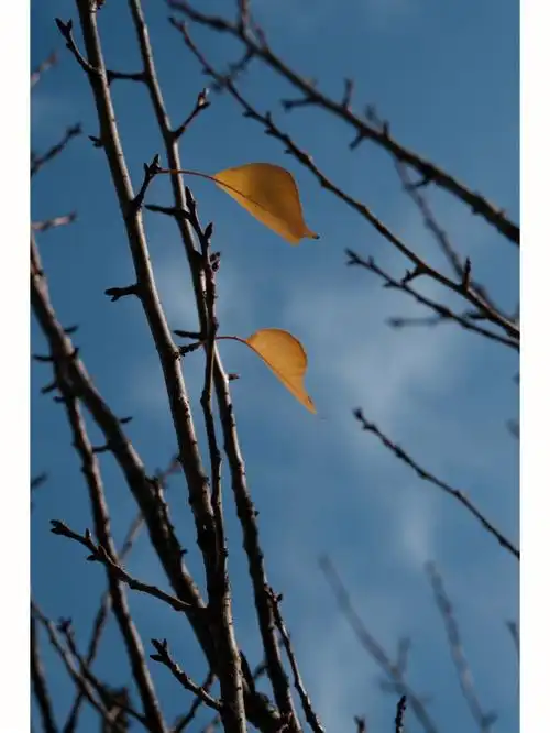 寒冷的冬天总会给人一种温暖的感觉