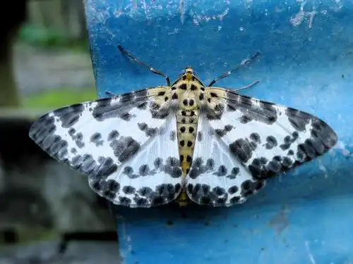 鉴定学名 双胡麻斑星尺蛾  percnia luridaria nominoneura prout