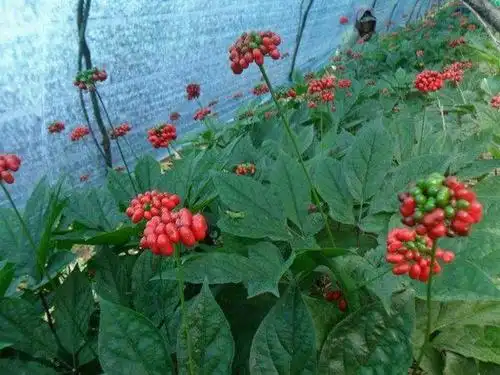 人参的叶子长的什么样