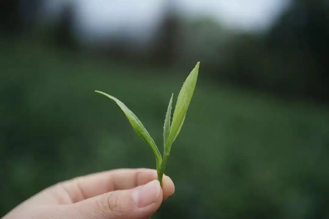 今年天气适宜,茶叶长势不错,明前头采的嫩芽,饱满肥壮毫毛多,氨基酸