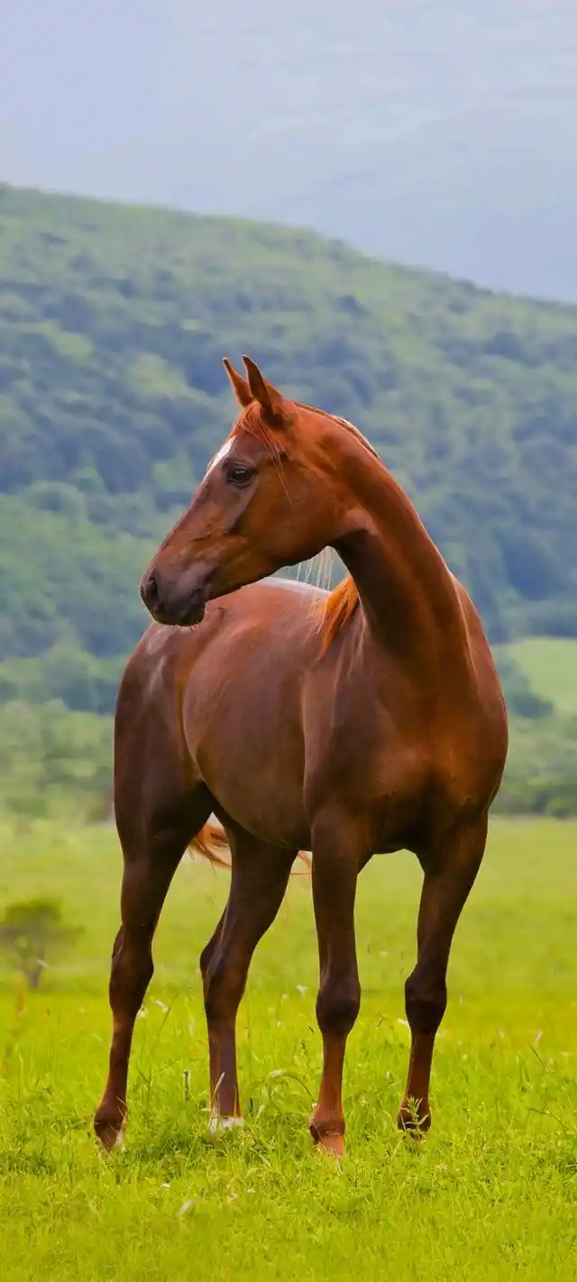 017-2高清手机壁纸