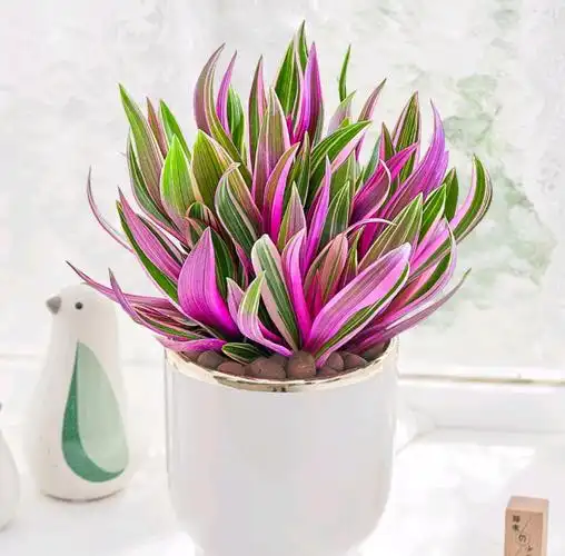 38种超级耐阴的花没光也能养爆盆养在阳台客厅超有范儿