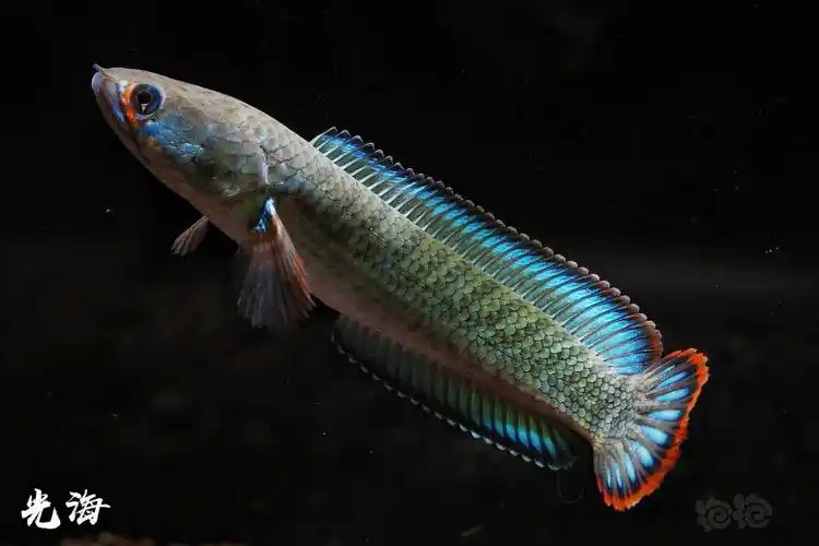 记录一下我的酒红雷龙2021