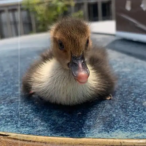 小黄鸭宠物网红小鸭子活的柯尔鸭幼崽活萌宠孩子其它宠物