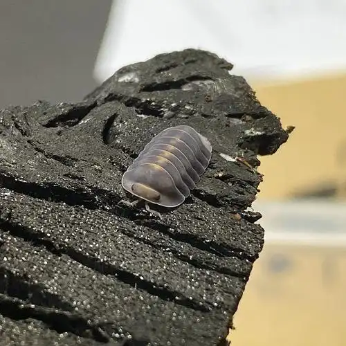 大的西瓜虫怎么养正确方法「记得收藏」 -骁龙网