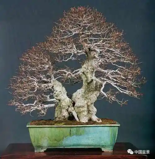 中国盆景艺术的写意观