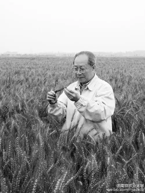 工程院院士刘大钧教授逝世,从事小麦遗传育种研究60余年