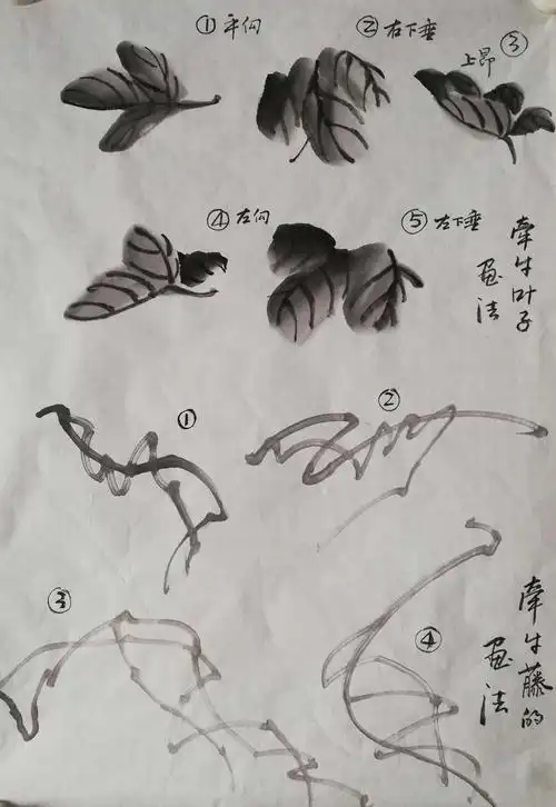 (二)牵牛花画法(1)叶与藤之间的联系;(2)纺织娘的画法