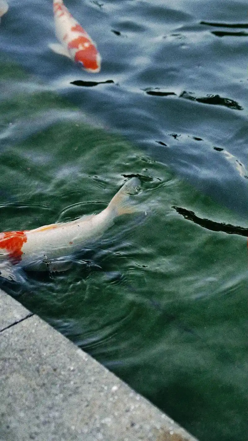 幸好你没有活在海里