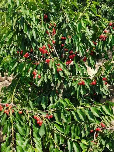 没有对比就没有伤害吉赛拉矮化樱桃砧木与普通乔化樱桃砧木之间的较量