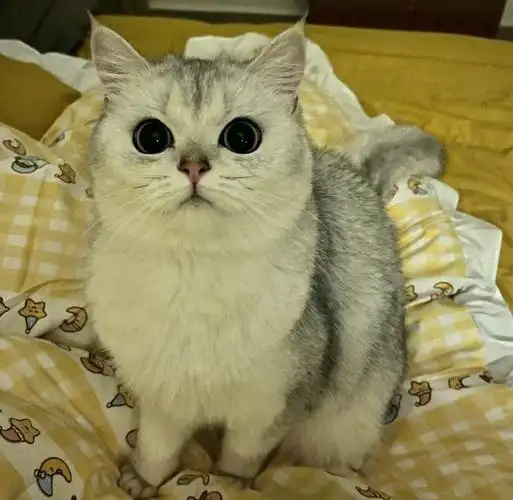 银渐层一次的毛就可以扎一个球