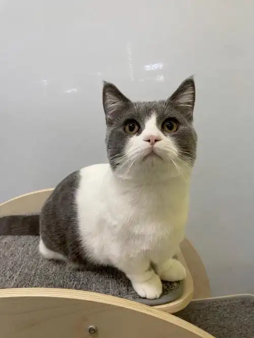 宠物美容  #7个月宝宝  #英短蓝白找家长  #英短蓝白矮脚#苏州养猫