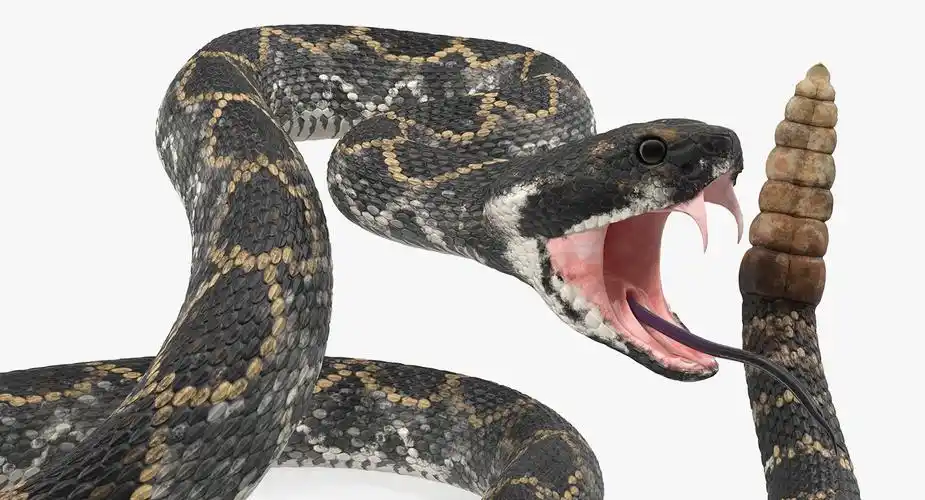 黑暗响尾蛇攻击姿势3d模型 - turbosquid 1398397