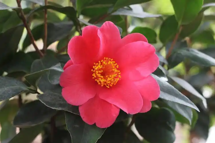 椿萱园名品茶花400之一