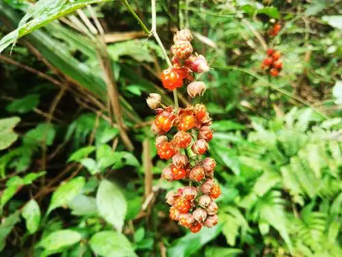 20181111红岩脚取水