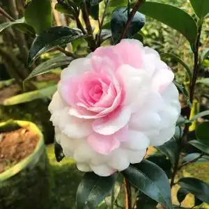 【斑水屋茶花】斑水屋茶花品牌,价格 - 阿里巴巴