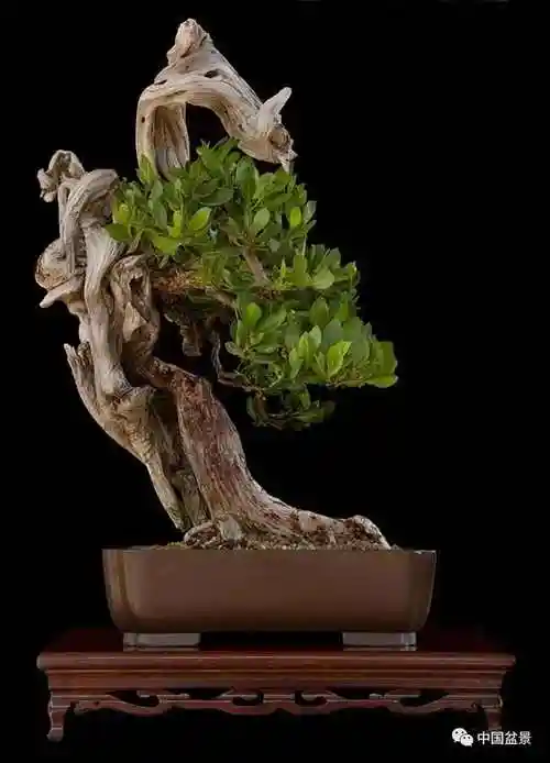 中国盆景艺术的写意观